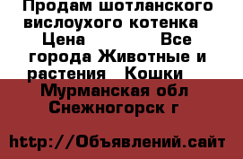 Продам шотланского вислоухого котенка › Цена ­ 10 000 - Все города Животные и растения » Кошки   . Мурманская обл.,Снежногорск г.